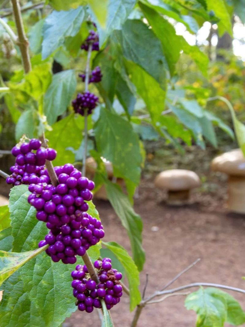 American beautyberry is the native behind the claim