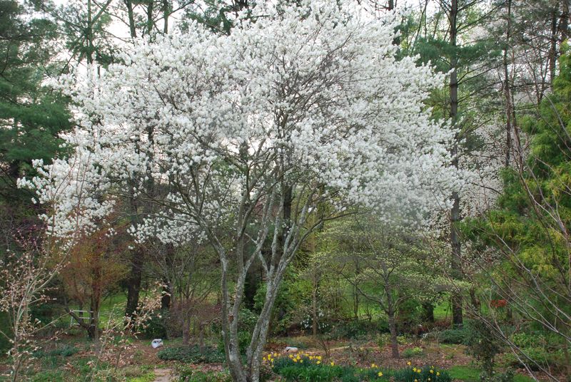 Consider Smaller Trees When Space Is Tight