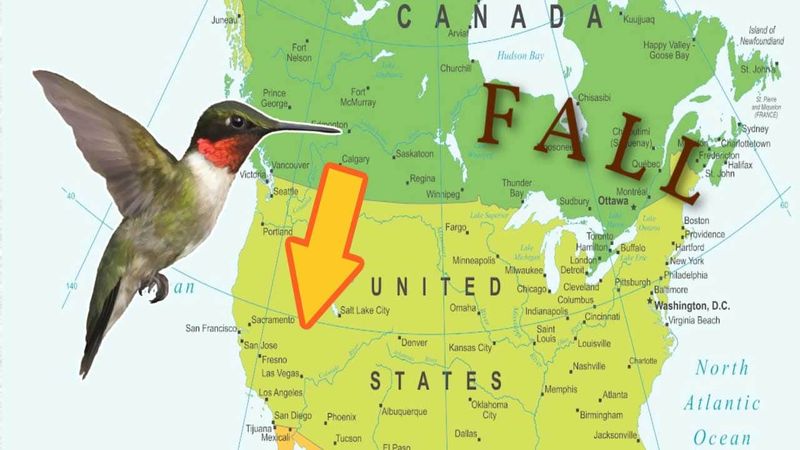 Migration and Seasonal Changes