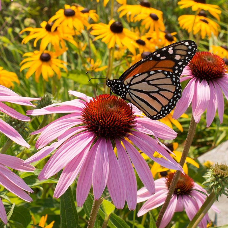 Purple Coneflower (Echinacea purpurea)