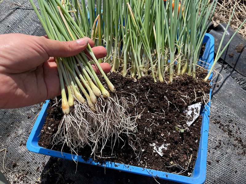 Onion Sets and Transplants Have Their Own Schedules