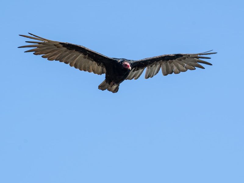A circling vulture is usually following air—or a smell