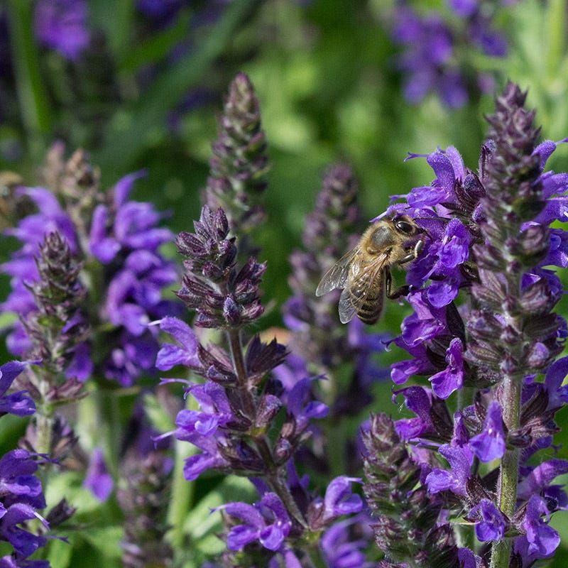 Salvia
