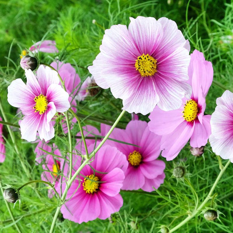 Cosmos