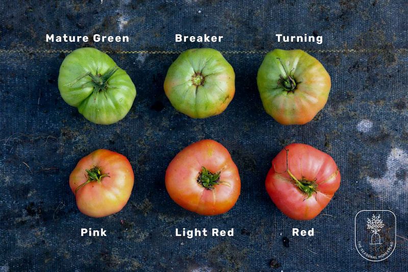 Harvest fruit at the blushing or breaker stage