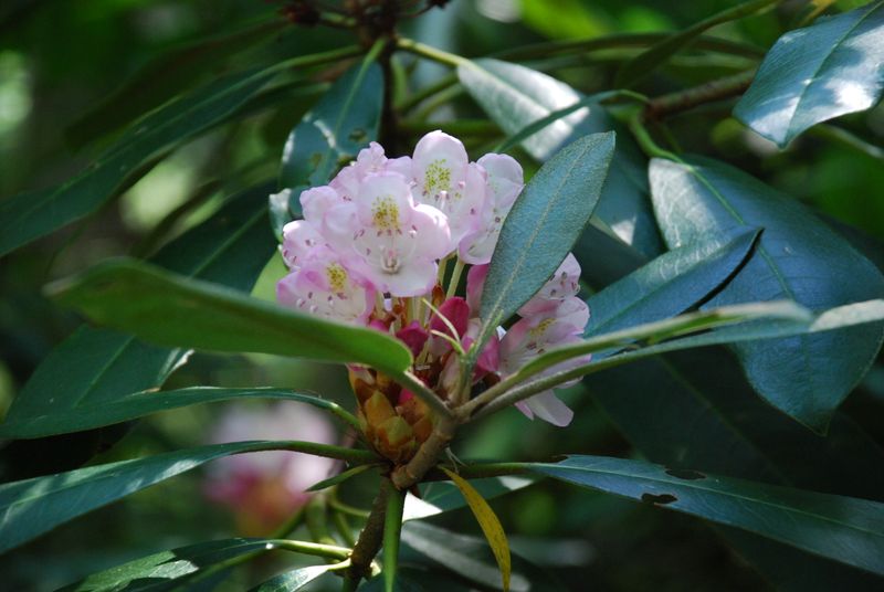 Rosebay Rhododendron