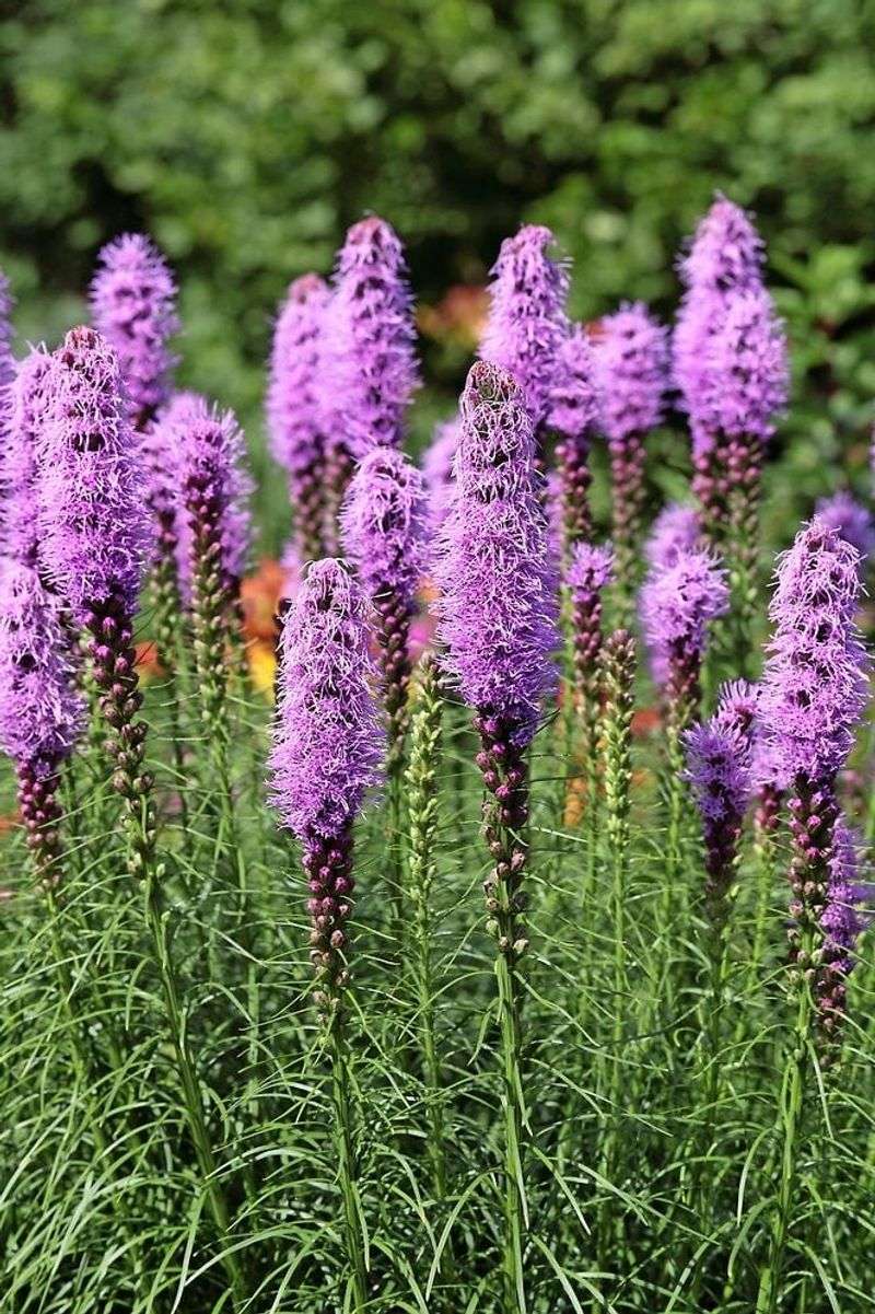 Dense Blazing Star (Liatris spicata)