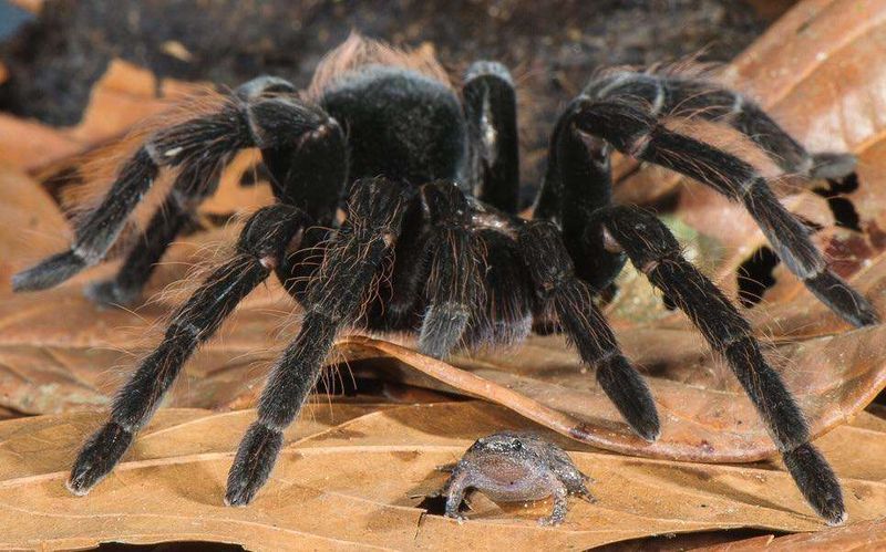 Why the tarantula releases the frog is still a mystery