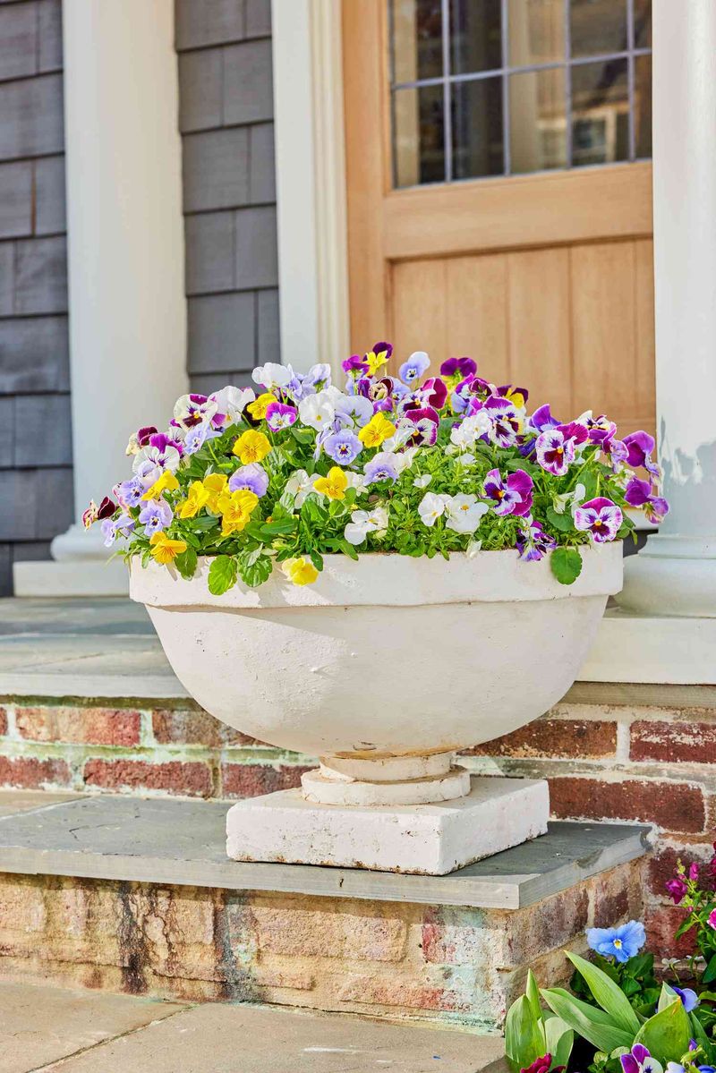 Pansies and Violas