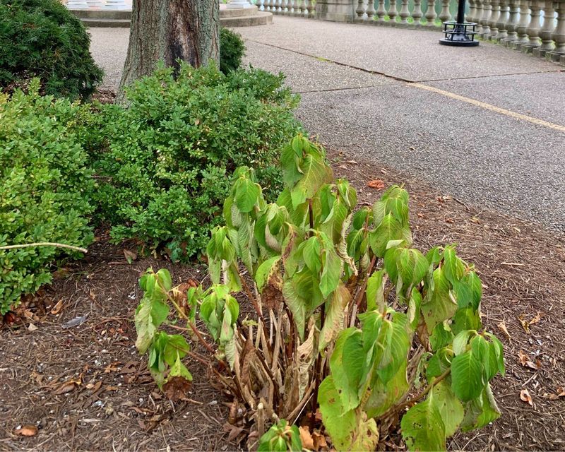 Afternoon Wilting or Drooping Leaves
