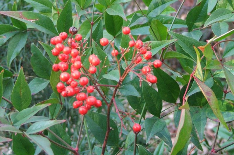The berry’s toxicity depends on maturity, clone, and dose