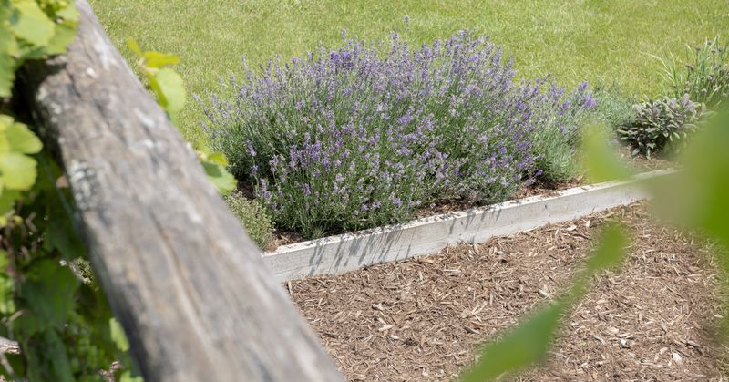 Utilize Raised Beds or Mounds