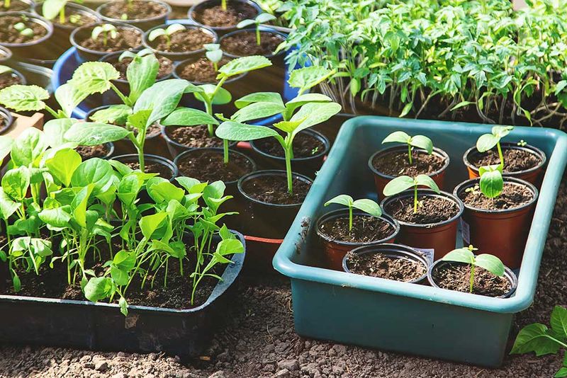 Harden Off Seedlings