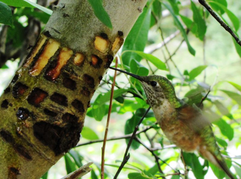 Hummingbirds may visit the wells for food