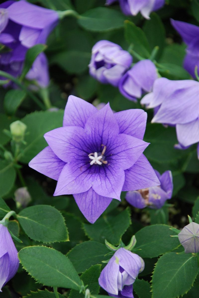 Balloon Flower (Platycodon grandiflorus)