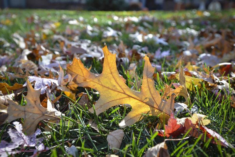 What the leaf-removal research actually shows
