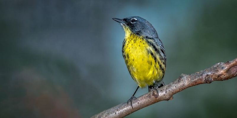 Kirtland's Warbler