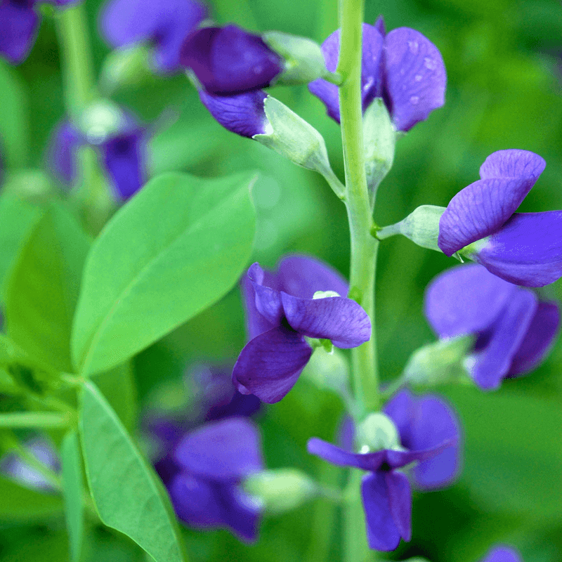Baptisia (False Indigo)