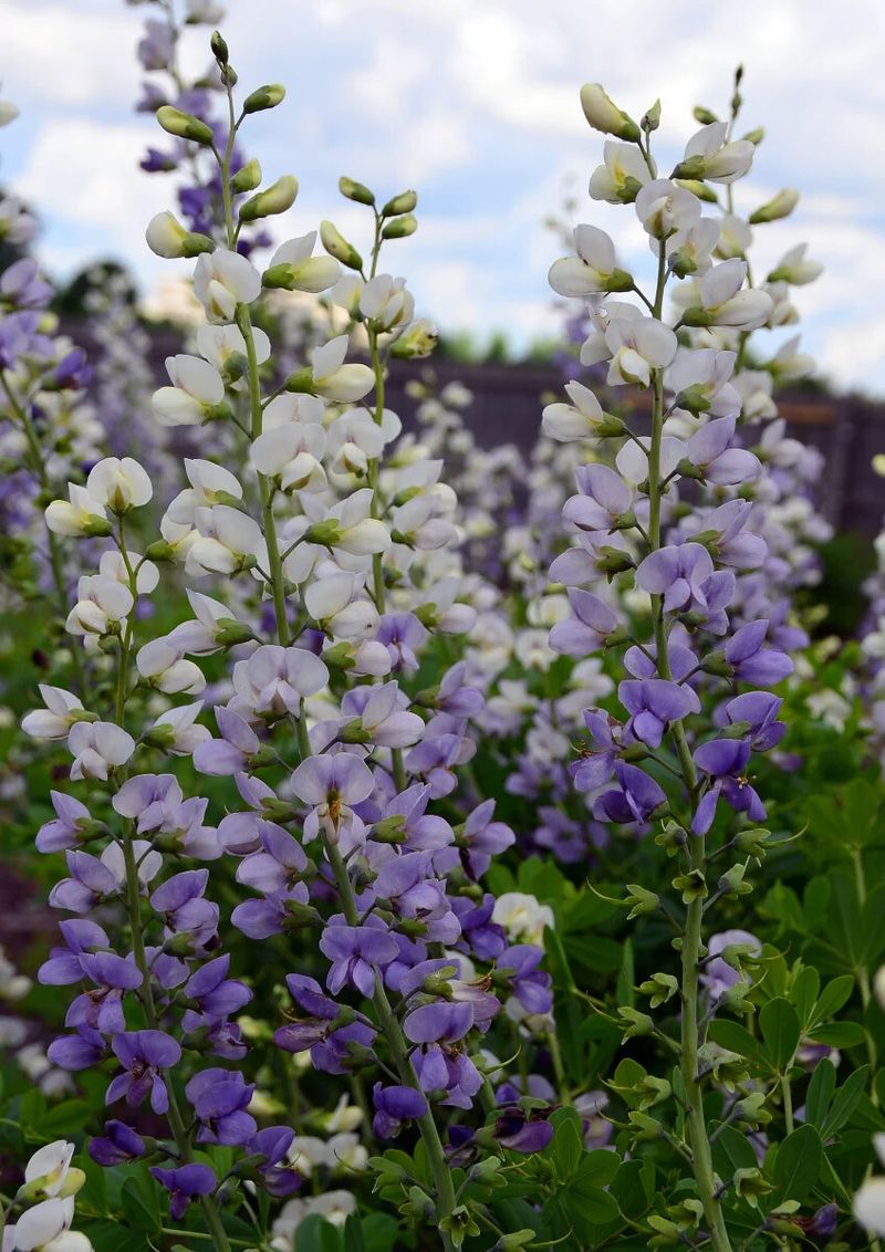 Baptisia (False Indigo)
