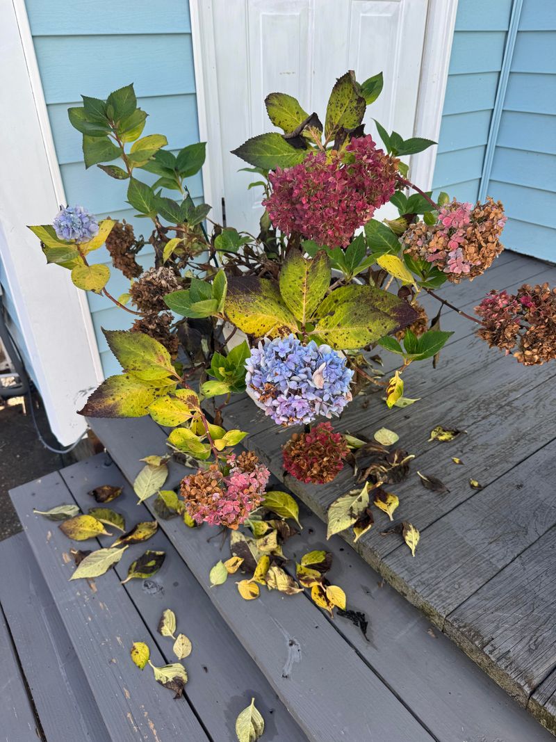 Fall leaf drop can be normal