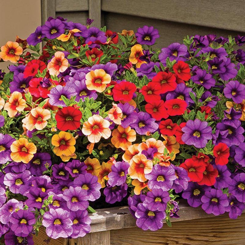 Petunias