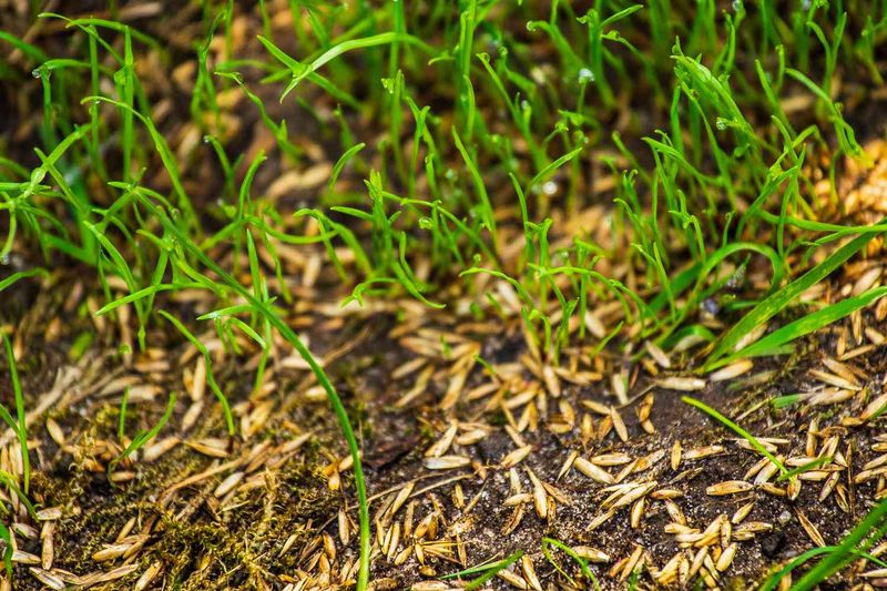 Plan Fall Overseeding