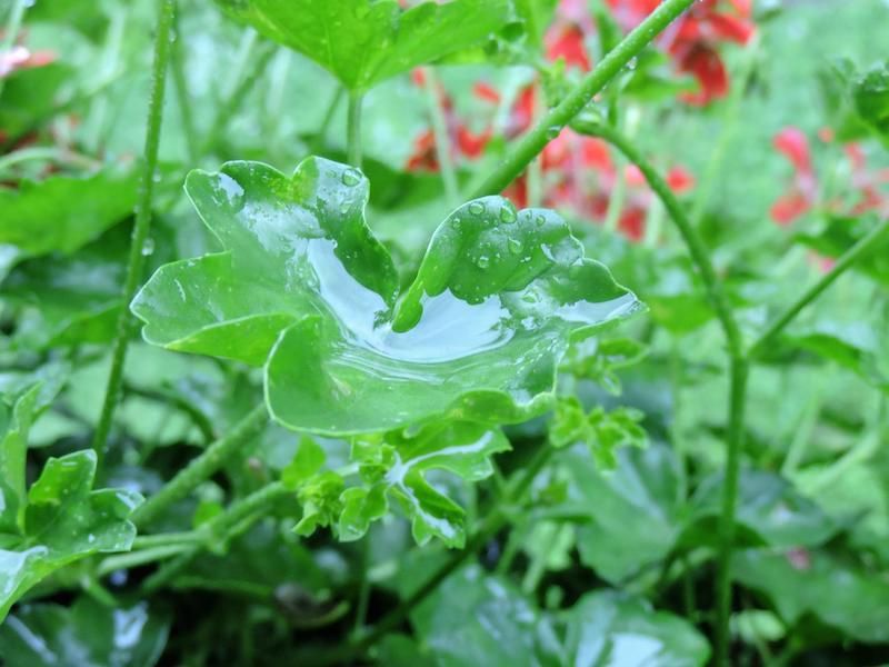 Watering Over the Leaves and Flowers