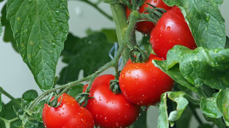 Keep enough foliage to shade the fruit