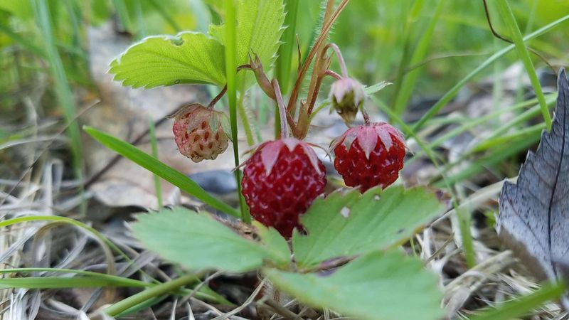 Wild Strawberry (Fragaria virginiana)