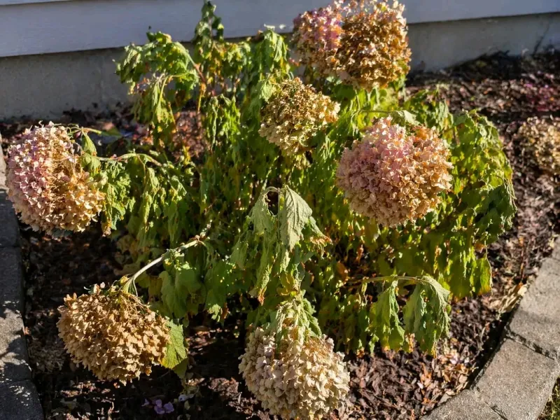 Skip This: Fertilizing Stressed Plants