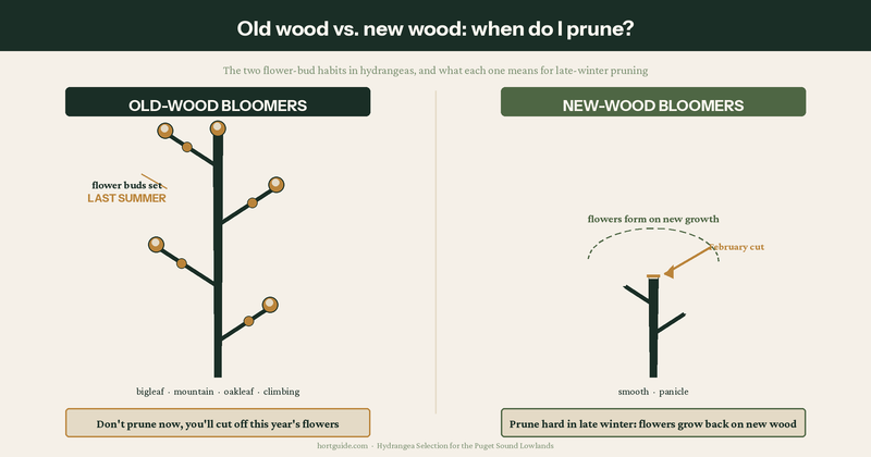 Save next season’s buds before you reach for the pruners