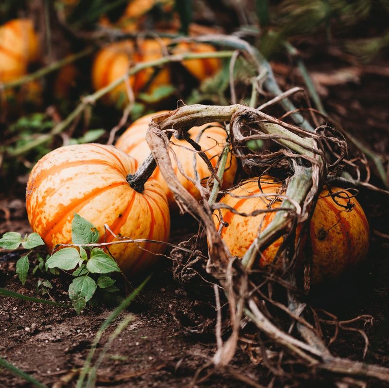 Think soil recycling, not a guaranteed squash fertilizer