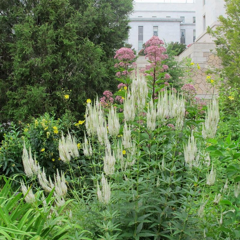 Culver's Root (Veronicastrum virginicum)