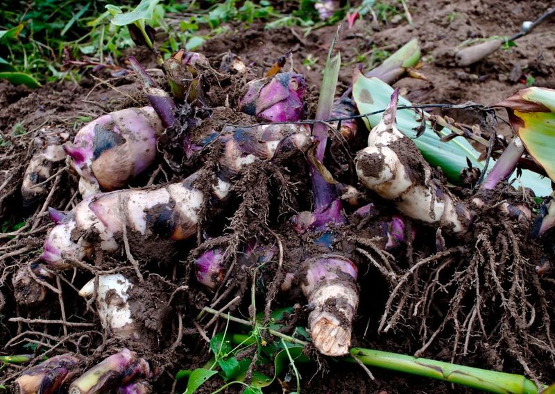 Dig Wide With a Garden Fork