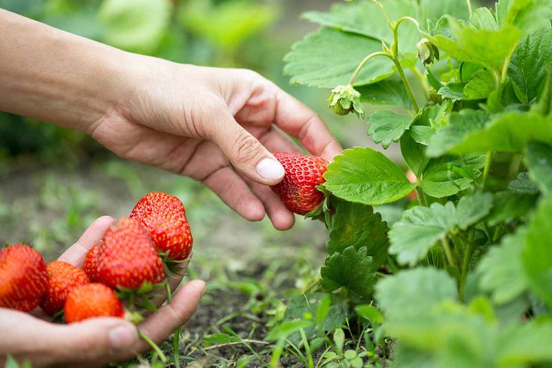 Pick Fully Red, Dry Berries