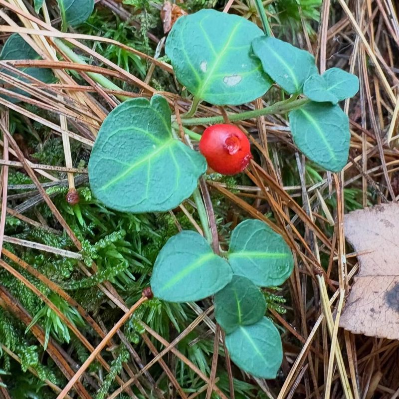 Partridgeberry (Mitchella repens)