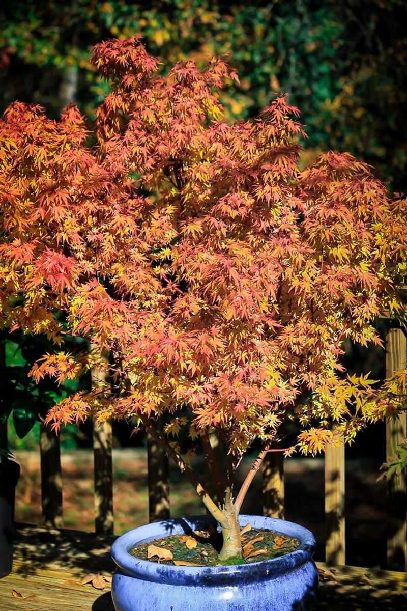 Japanese Maple