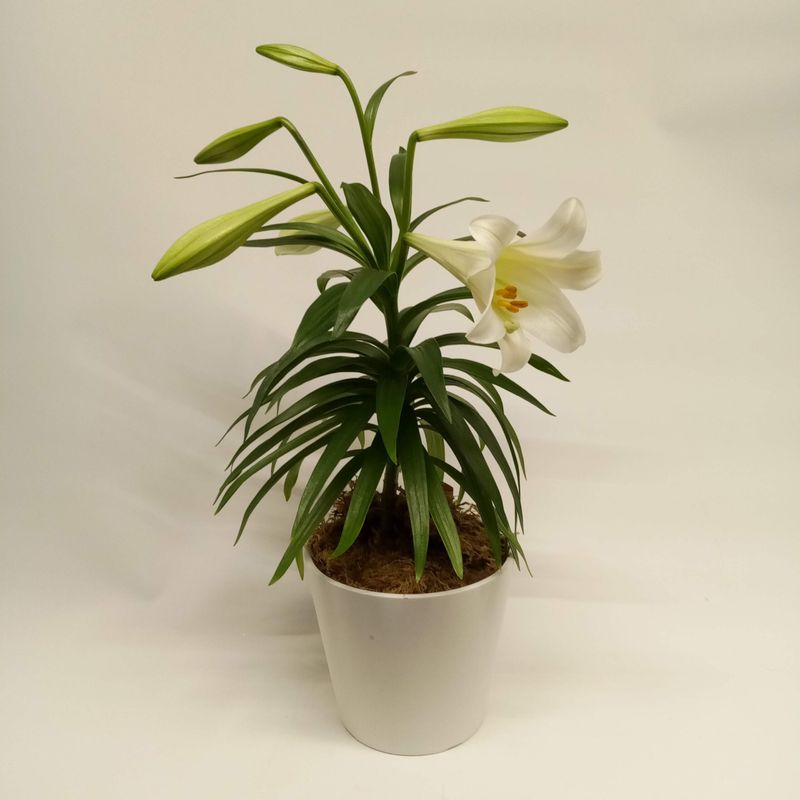 Easter Lily (Lilium longiflorum)
