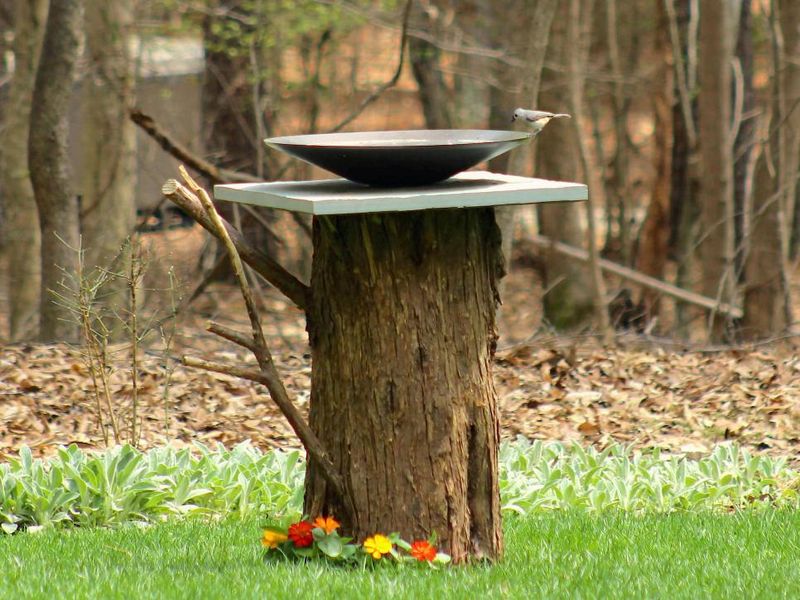 Old Cake Pan And Tree Stump Bath