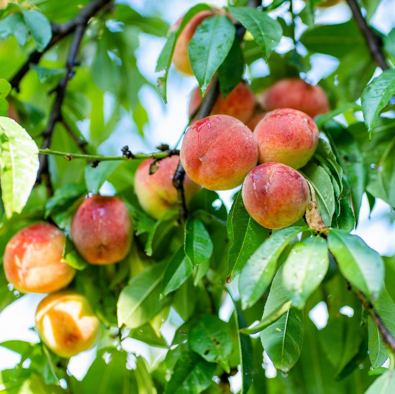 Fruit Trees