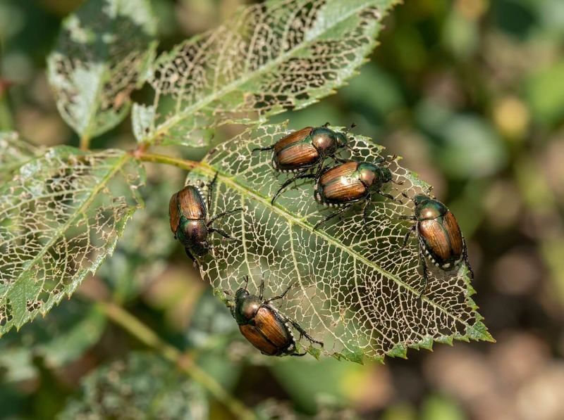 Japanese beetles can damage a rose flush without killing the plant
