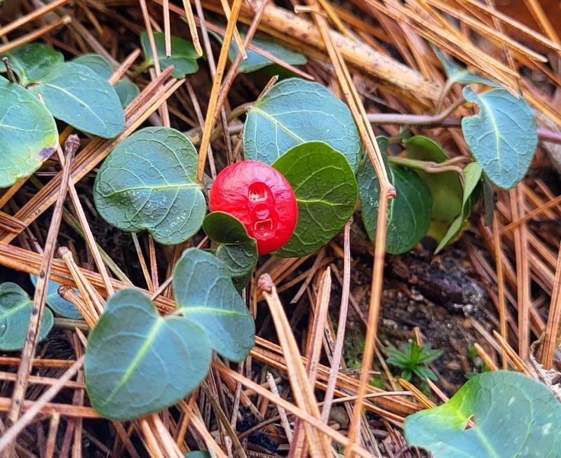Partridgeberry (Mitchella repens)