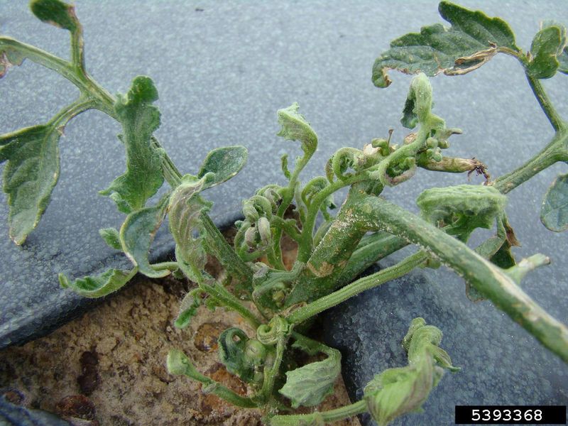 Herbicide Drift or Damage