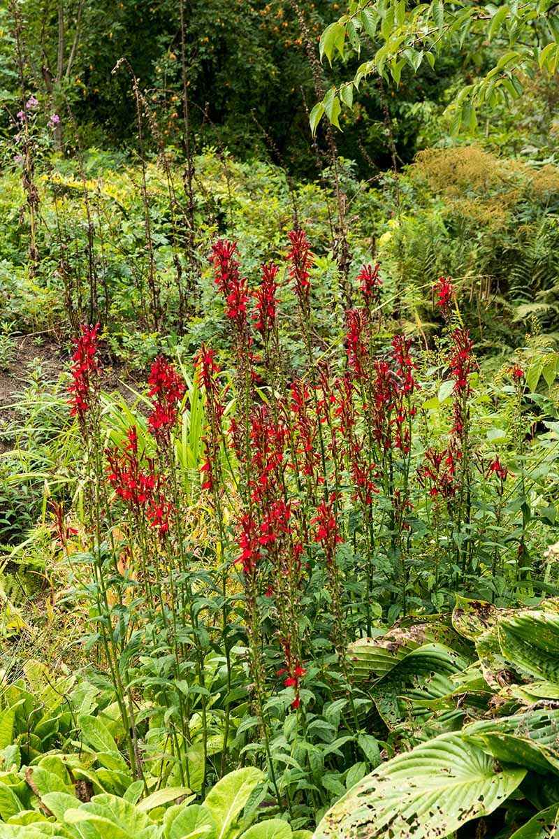 Group Plants to Build a More Visible Nectar Display