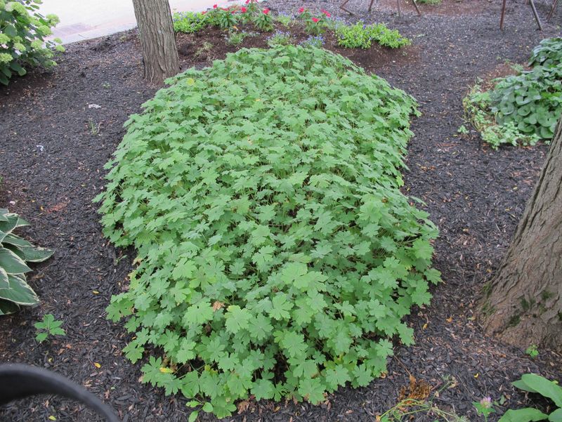 Mulch Around Plants to Retain Moisture