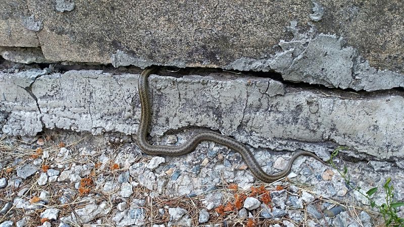 Cracks in Your Foundation or Steps