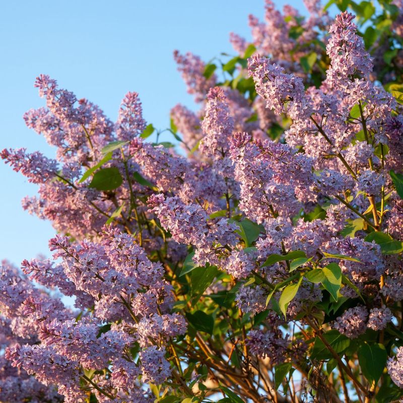 Lilac