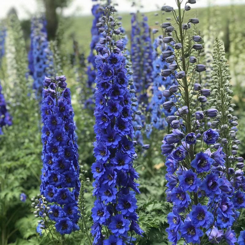 Delphinium