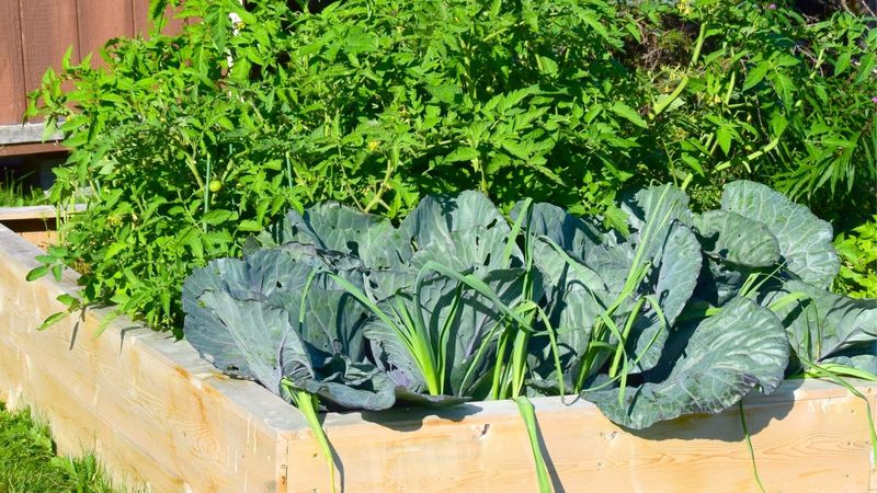 Cabbage and Other Brassicas