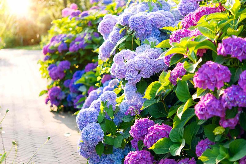 Hydrangeas